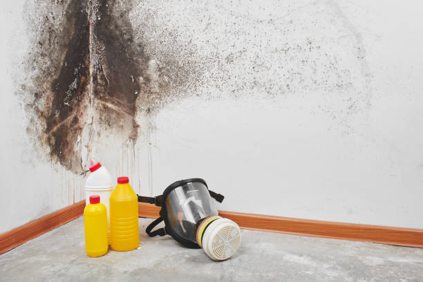 Best Home Mold Removal  in Balfour, NC