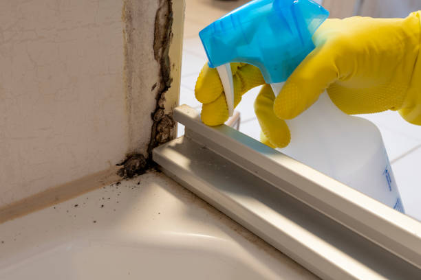 Best Attic Mold Removal  in Balfour, NC