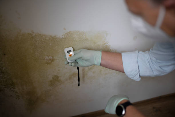 Best Office Mold Removal Services  in Balfour, NC